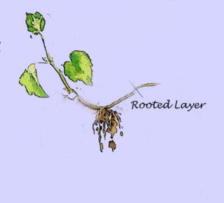 Tyoical Rooted Layer